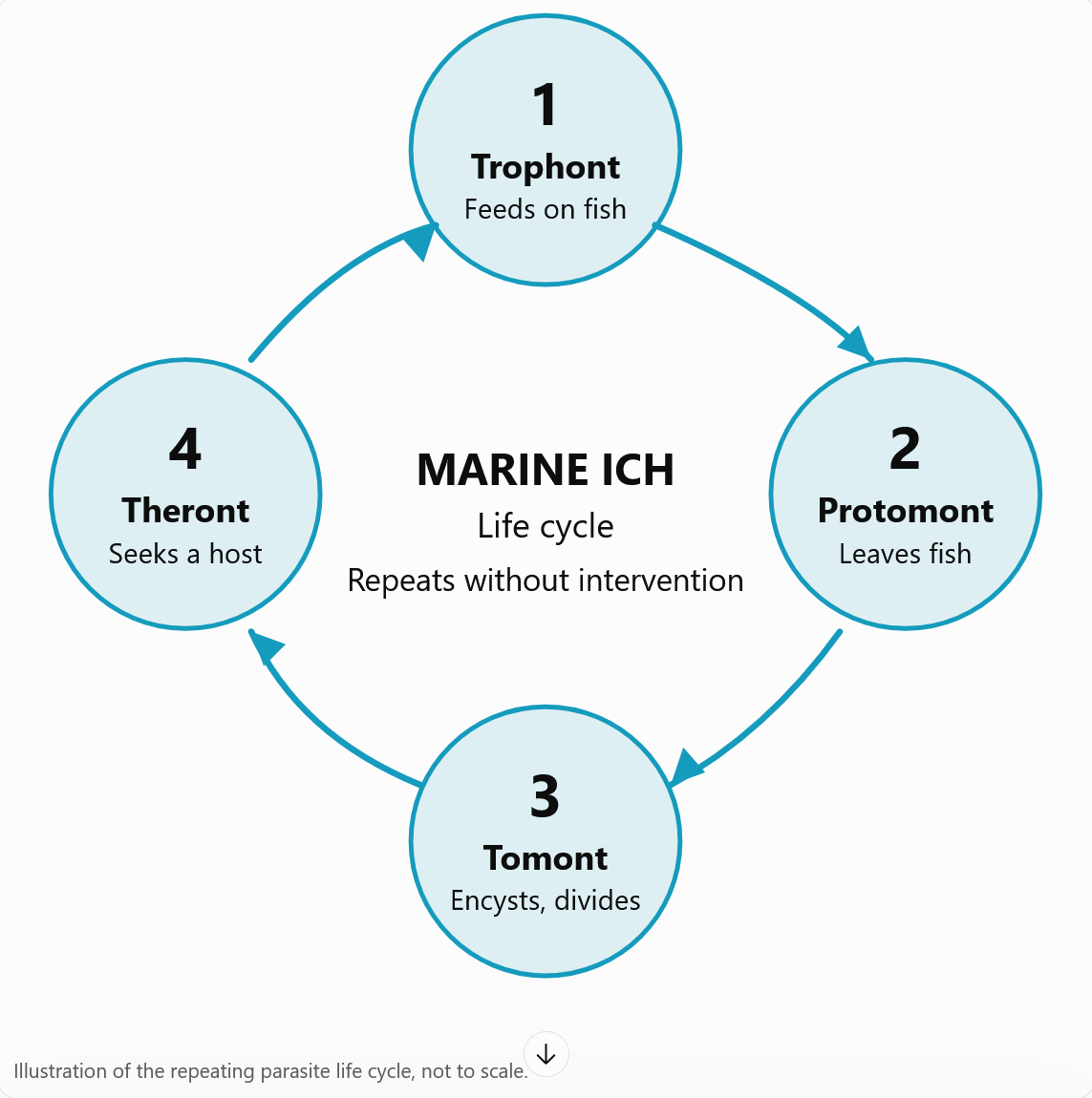 Circular life-cycle diagram