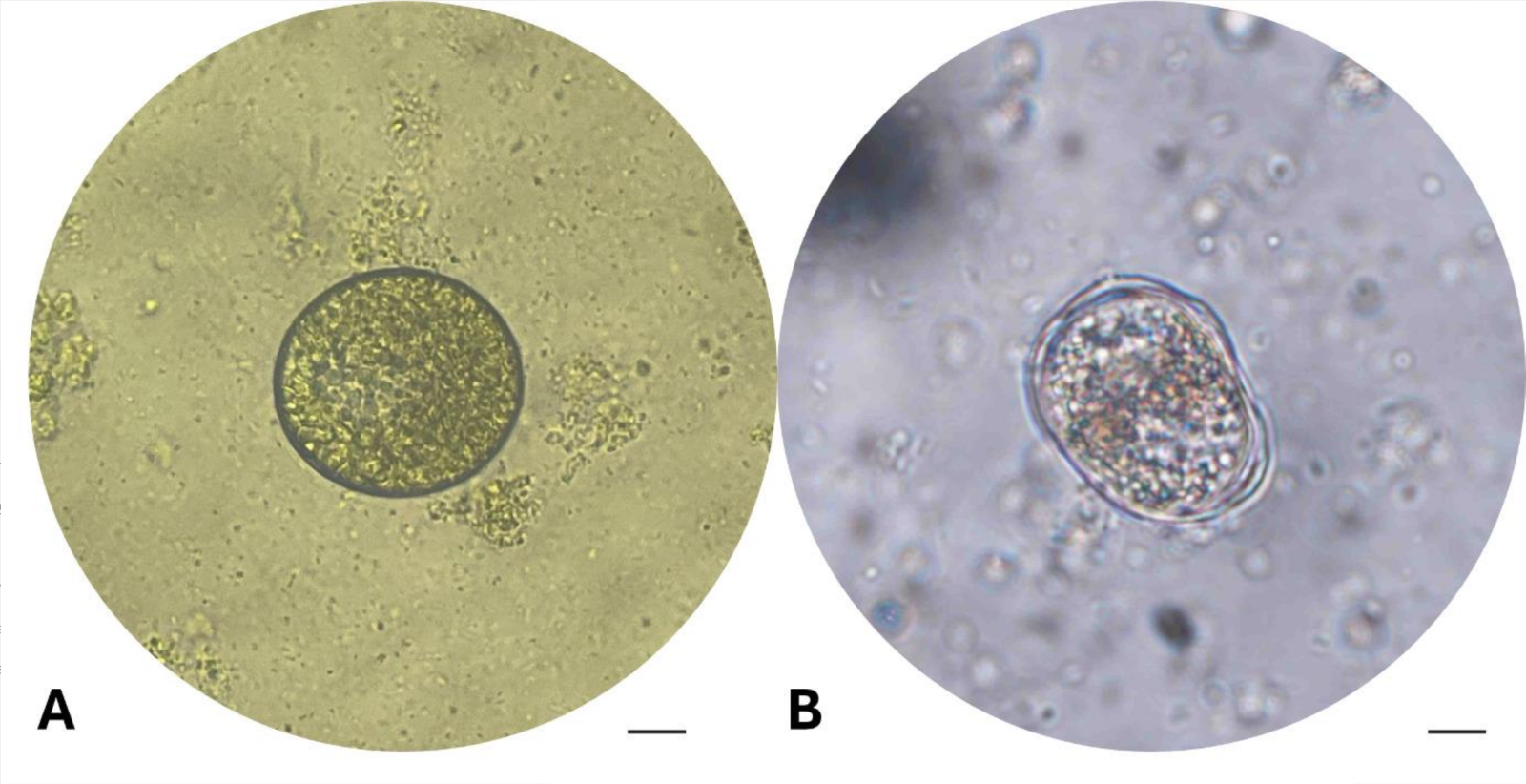 A/B microscope images