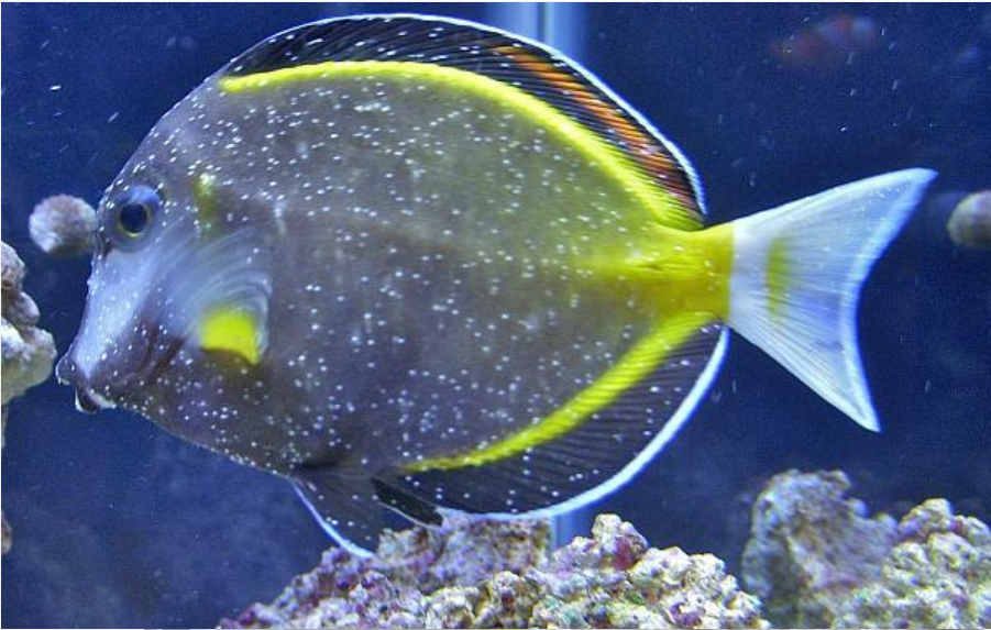 Tang with white spots photo