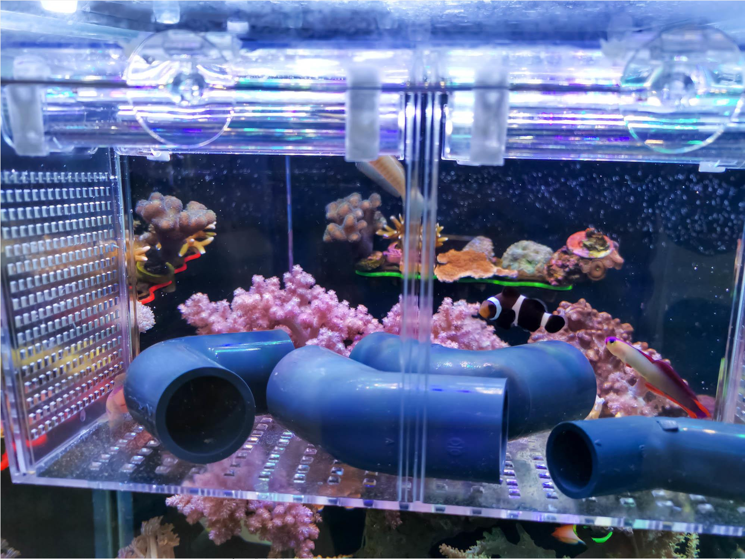 I Got a New Fish! What's Next?
