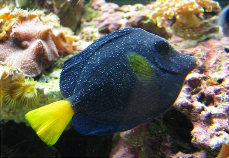 Purple tang with spots photo
