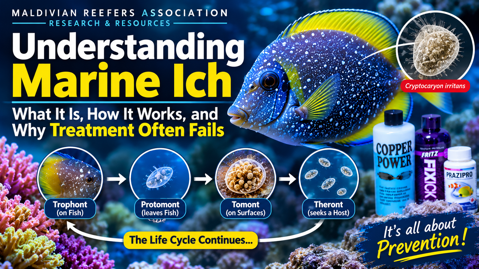 Understanding Marine Ich: What It Is, How It Works, and Why Treatment Often Fails