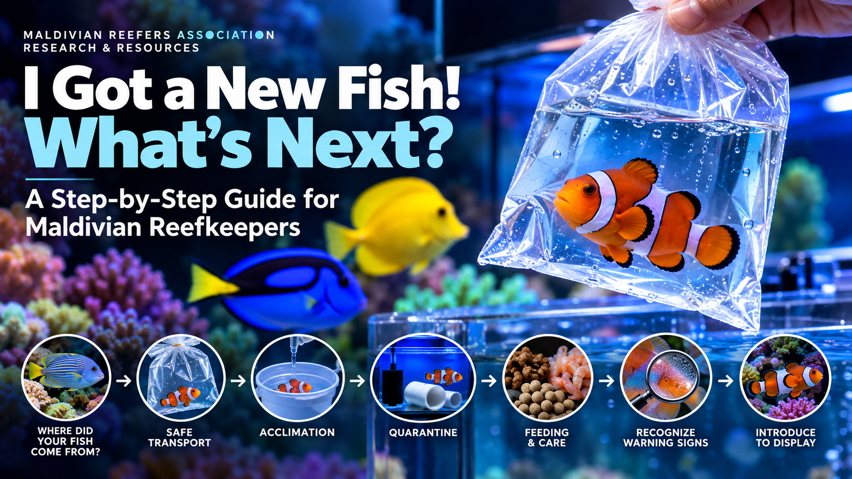 I Got a New Fish! What's Next?