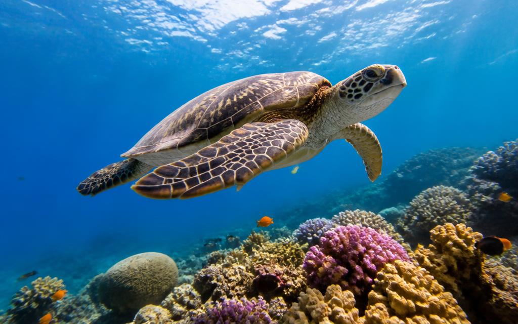 Green sea turtle swimming over a coral reef