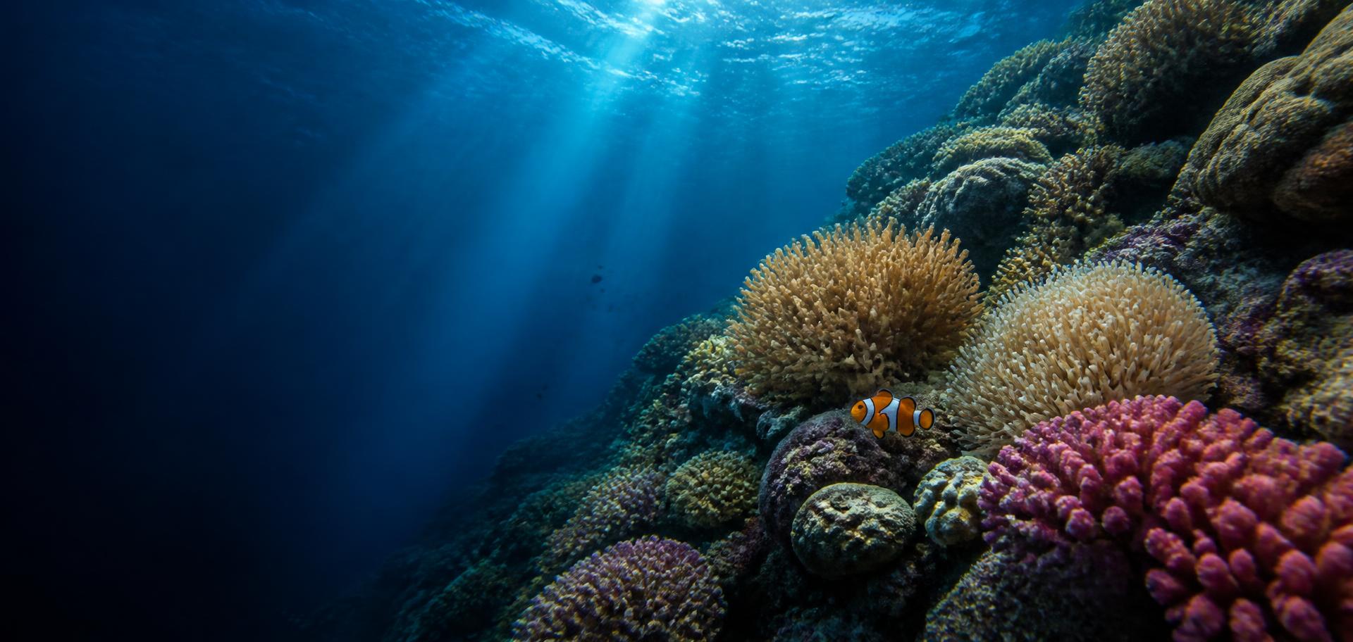 Sunlight streaming through blue water onto a Maldivian coral reef with a clownfish
